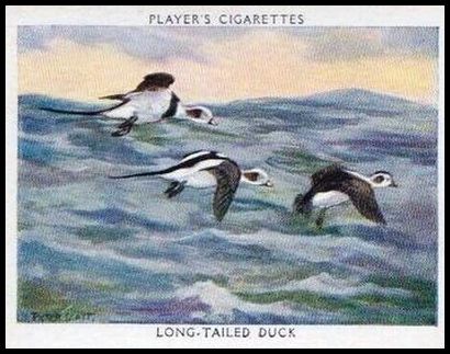 11 Long Tailed Duck